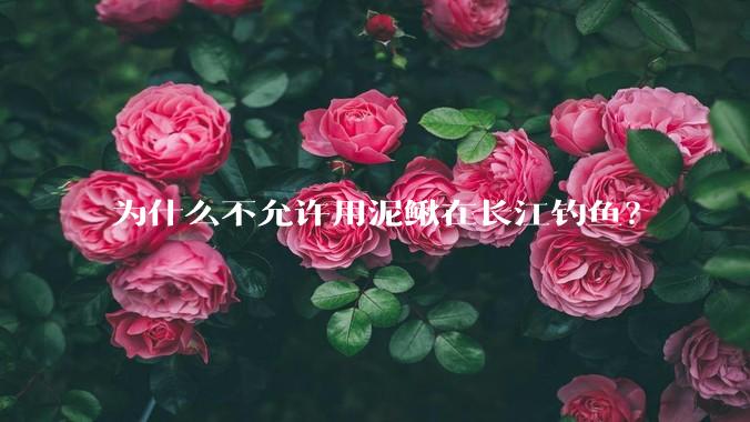 为什么不允许用泥鳅在长江钓鱼?